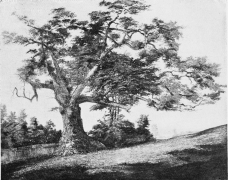 THE CHARTER OAK.