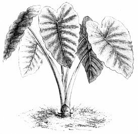 Image not available: CALADIUM ESCULENTUM.

Tender Section; displaying noble leaves during summer in the warmer
parts of the southern counties.