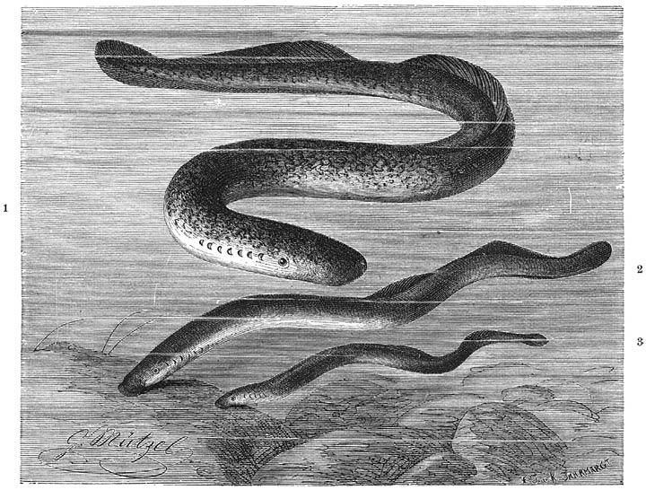 1) Zeeprik (Petromyzon marinus), 2) Prik (Petromyzon fluviatilis), 3) Zandprik (Petromyzon Planeri). ¼ v. d. ware grootte.