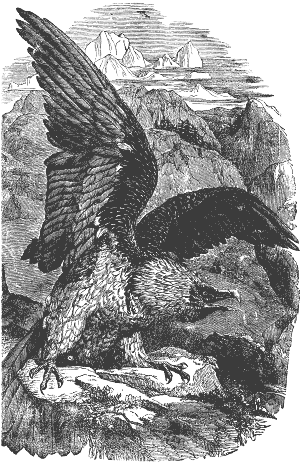 eagle