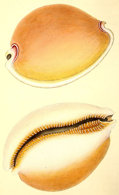 plate 32