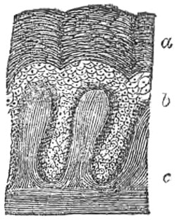 Skin section