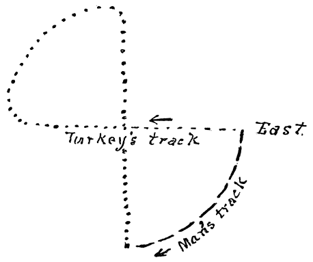 Fig. 35. Tracks of man and turkey.