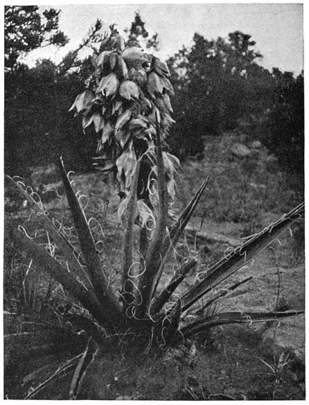 Fig. 39. Yucca baccata.