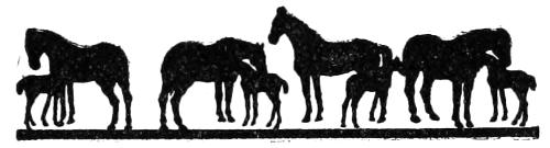 Decorative footer sketch of horses