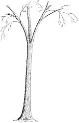 elm tree trunk