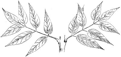 leaves of the ash