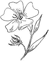 flax flower