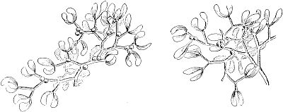 mistletoe
