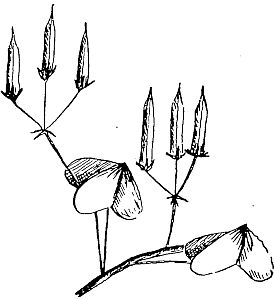 seed pods of oxalis