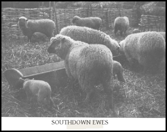 “Southdown Ewes”