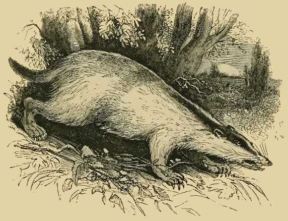 The Badger