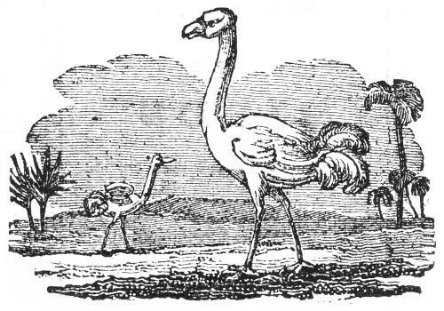 Two ostriches, in desert surroundings