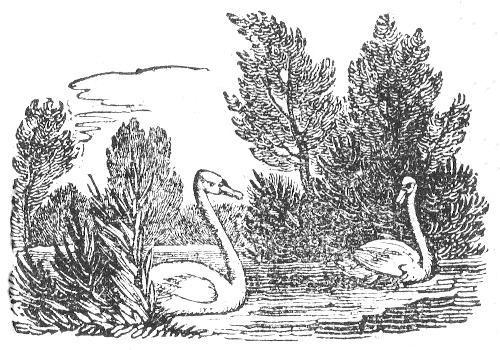 Two swans in water