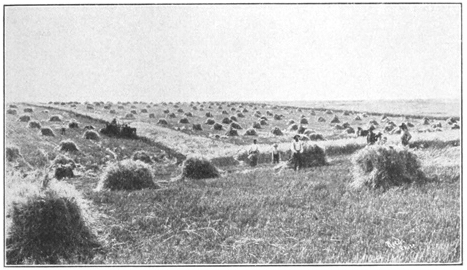 Illustration: Wheat Field