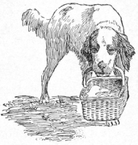 dog with basket