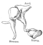 bones of inner ear