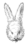 Head of Arctic Hare