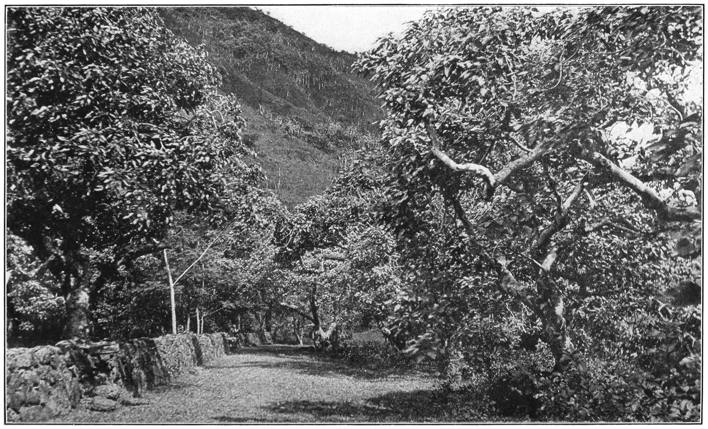 KUKUI, OR CANDLE NUT, TREES
