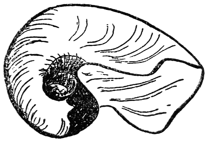 Nautilus shell.