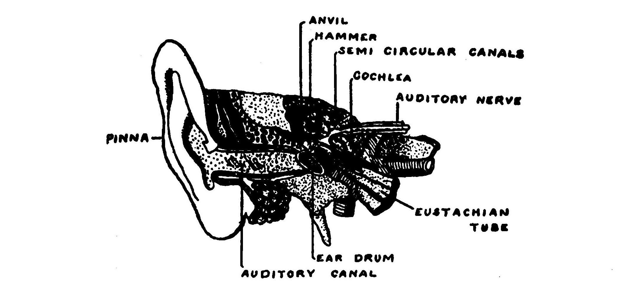 FIG. 120.—Diagram of the ear.