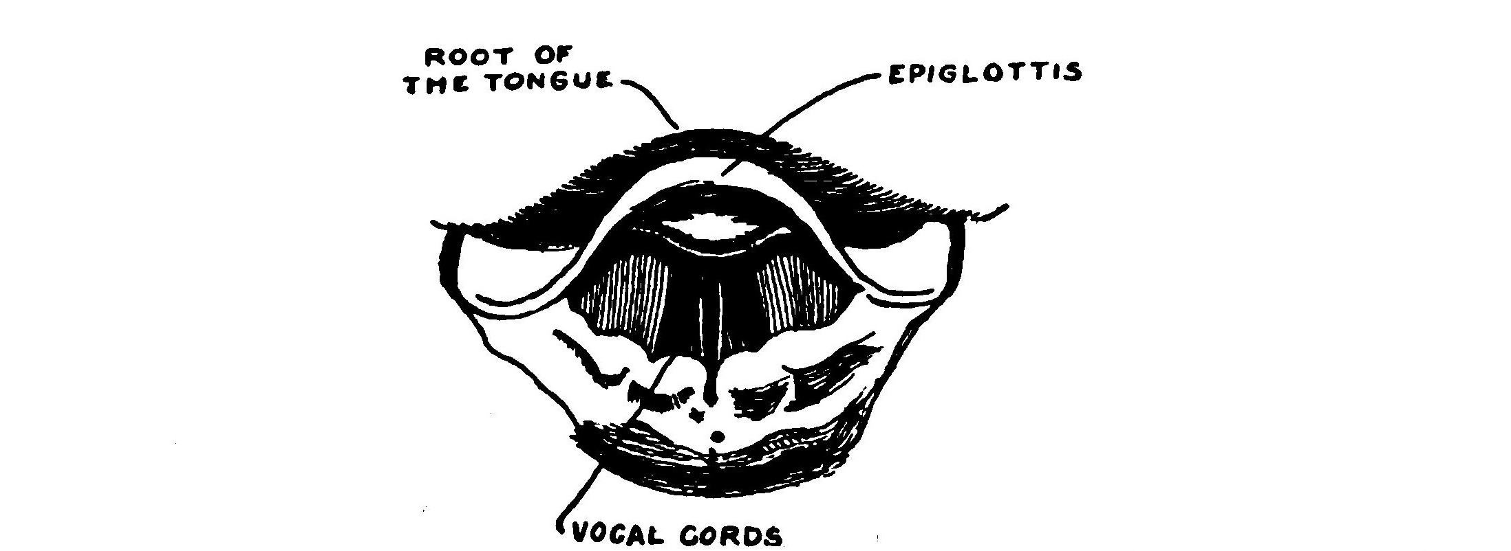 FIG. 127.—The vocal cords in position for making a sound.