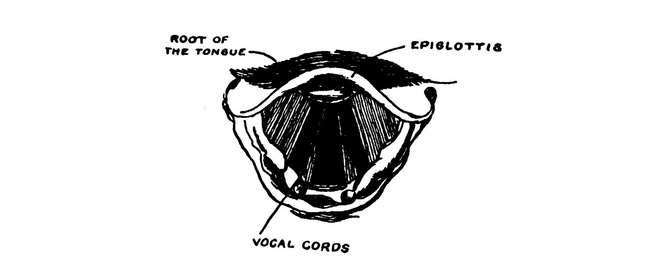 FIG. 128.—The vocal when relaxed.