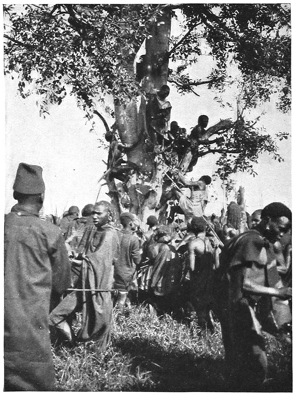 CLIMBING THE “MUGUMO” FIG TREE TO GATHER LEAVES.