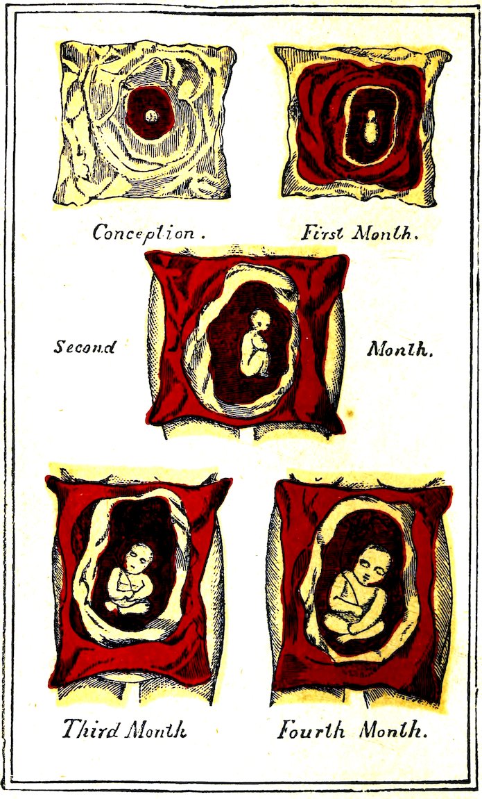 _Conception. First Month. Second Month. Third Month. Fourth Month._