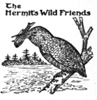 The Hermit's Wild Friends
