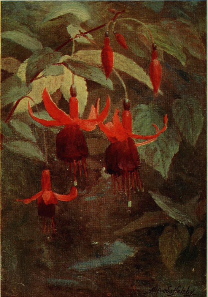 The Fuchsia has a Distinctive and Esthetic Manner.