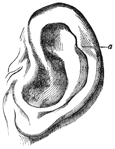 Fig. 2. Oor van een mensch, gemodelleerd en geteekend door den heer Woolner.