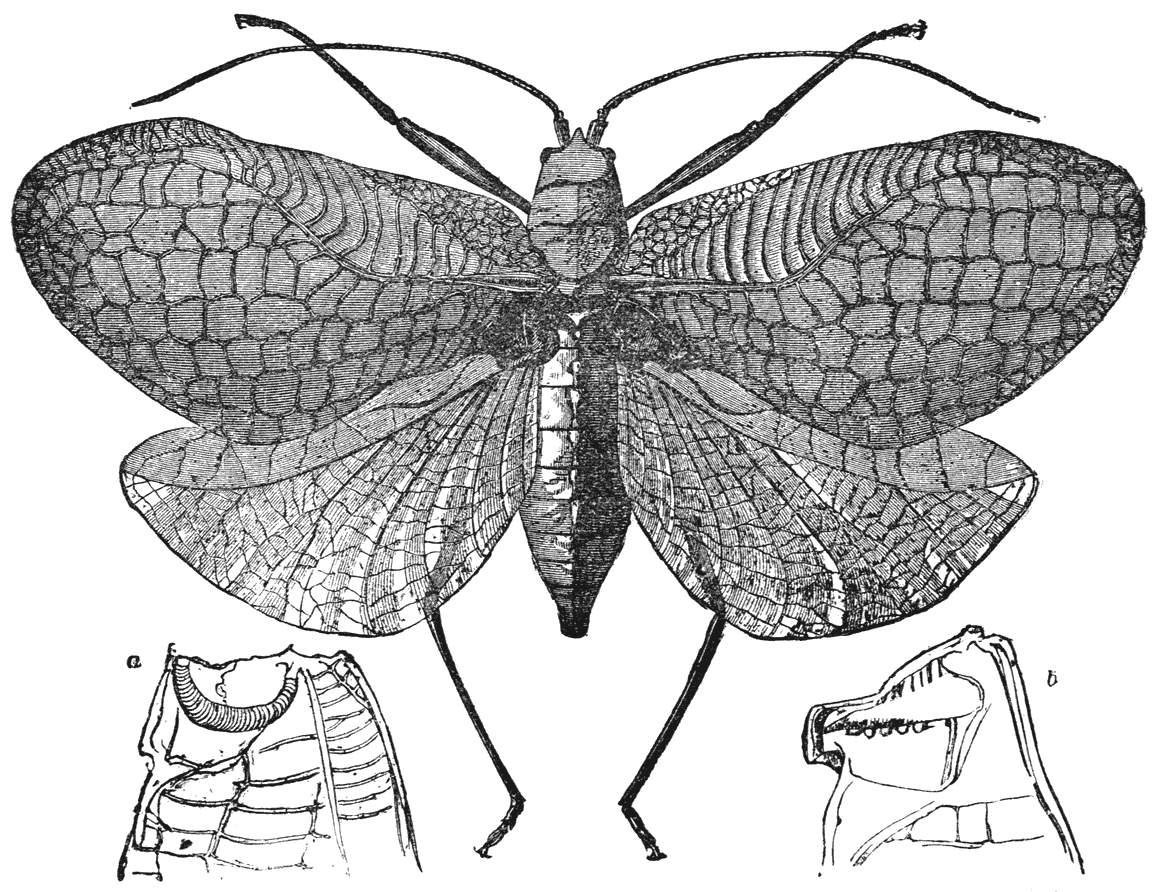 Fig. 31. Fig. 30. Fig. 32.