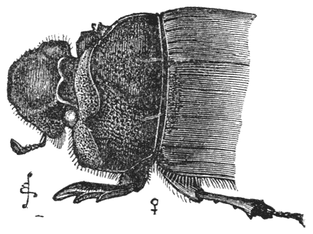 Fig. 40. Wijfje van Copris Isidis.