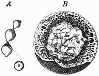 Fig. 13.