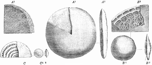 Fig. 42.