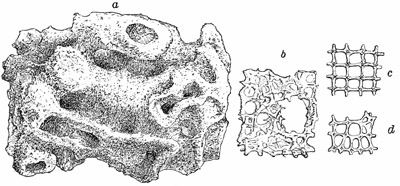 Fig. 81.