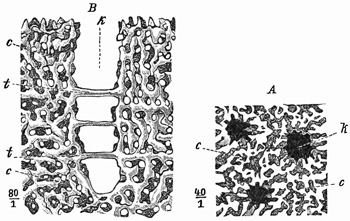 Fig. 204.