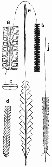 Fig. 225.