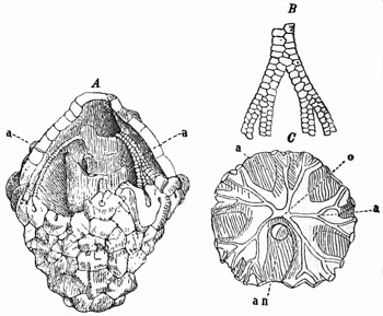 Fig. 244.