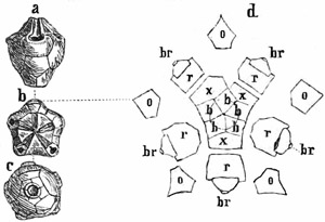 Fig. 248.