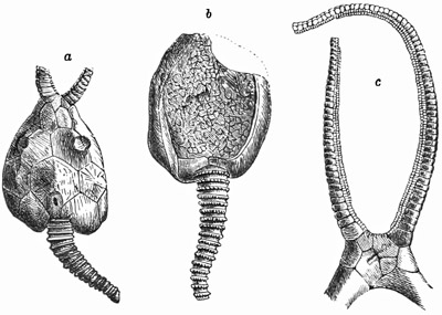 Fig. 324.