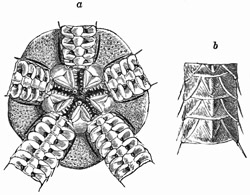 Fig. 353.