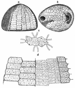 Fig. 414.