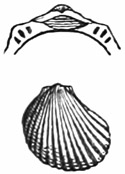 Fig. 592.