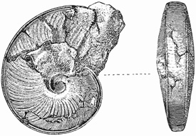 Fig. 1097.