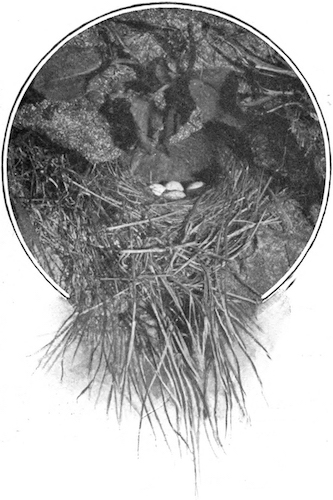 Illustration: TWITE’S NEST