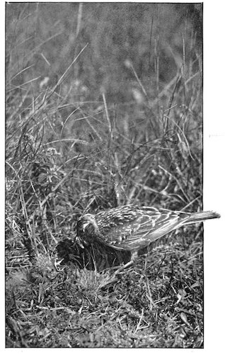 MOTHER SKYLARK FEEDING CHICKS