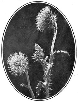 thistle flowers