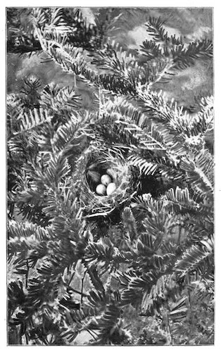 SISKIN’S NEST AND EGGS